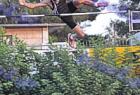 thiva_339