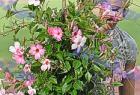 Patra_B_tel_0283