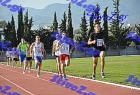 orsippeia_305