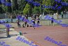pallini_323
